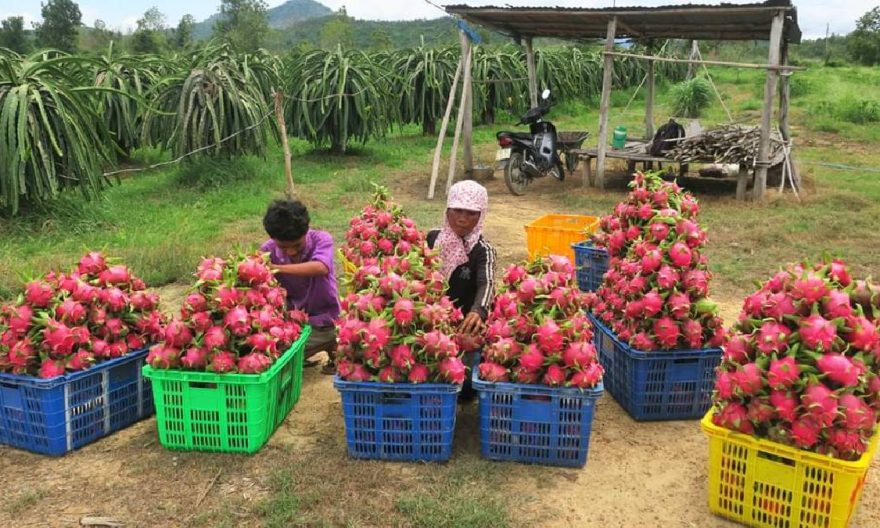 dragon fruit